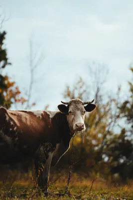 FAO Country Profiles | | Food and Agriculture Organization of the United  Nations