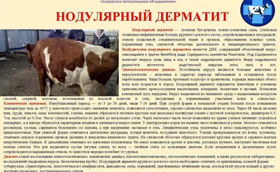 Серозный мастит у коров: причины, симптомы и лечение | компания NITA-FARM