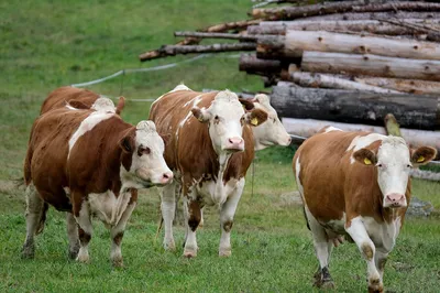 Дерматит скота нанес животноводам Удмуртии ущерб на 46 млн рублей