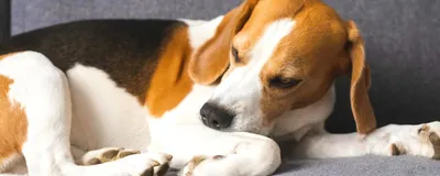 Дерматит у собак - лечение, фото и причины | Виды | Pet-Yes