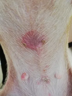 Атопический дерматит у собак – что это? Общее описание, причины, терапия |  Dog Breeds | Дзен