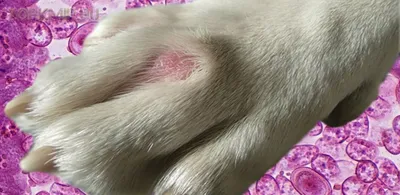 https://petstory.ru/knowledge/dogs/dog-health/dog-prevention/atopicheskiy-dermatit-u-sobak-lechenie-foto-simptomy/
