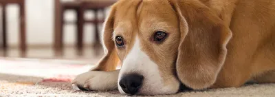 Пиотравматический дерматит у собак - Кожа вашей собаки - Дуксо S3