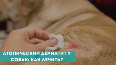 Акральный дерматит у собак: Симптомы и лечение