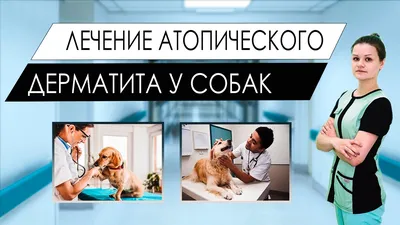 Аллергия на корм у собак - Veterinar-Dermatolog