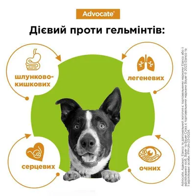 Bayer Advocate | Капли для защиты собак до 4 кг от блох и клещей