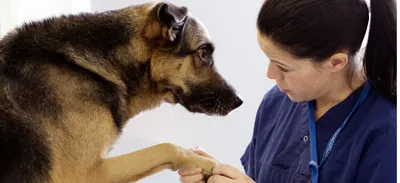 Лишай у собак 🐶 – виды, симптомы и признаки заражения питомца