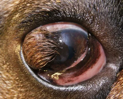 Дермоид роговицы глаза, дермоидная киста у собак и кошек