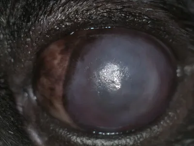 Дермоид роговицы глаза, дермоидная киста у собак и кошек