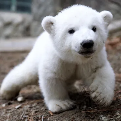 Детеныш белого медведя фото фото
