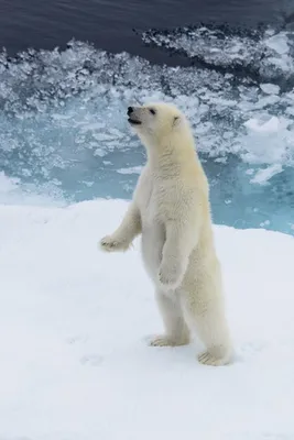 Детеныш белого медведя, Ursus maritimus, 3 месяца, идет против w, Артикул:  172556986 | Polar bear, Bear cubs, Polar bear cub