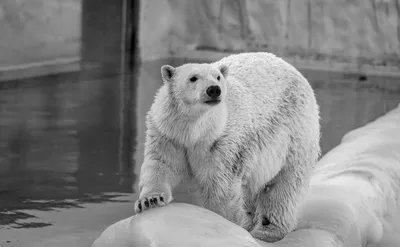 Детеныш белого медведя (ursus maritimus) стоит на паковом льду к северу от  шпицбергена | Премиум Фото