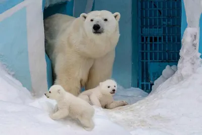 Трехмесячный детеныш белого медведя ursus maritimus сидит на белом фоне |  Премиум Фото