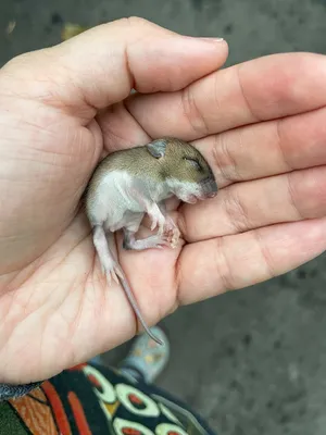 Детеныш мыши фото фото