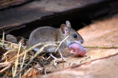 Сколько мышат может родится у мышки? | 17 район | Дзен