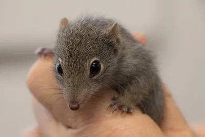 В зоопарке Перта родился детеныш редкой крапчатой мыши — Пона.рф
