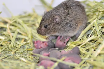 Как размножаются мыши: размножение мышей, количество детенышей