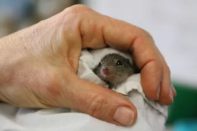В зоопарке Перта родился детеныш редкой крапчатой мыши - Хорошие новости  про животных
