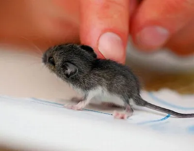 Домовая мышь матери, Musculus Mus, нянча ее детенышей Стоковое Фото -  изображение насчитывающей избежание, инвазионно: 121823858