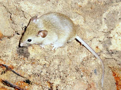 Мышь полевка (Большая подборка фото) - treepics.ru