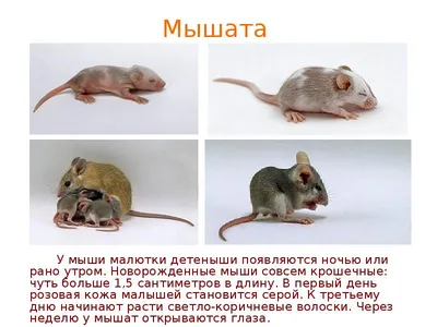 Мышь домашняя - 62 фото