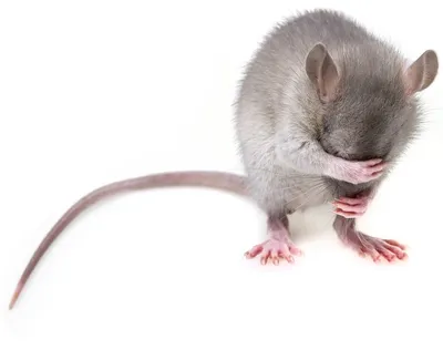 Крыса Цветная Детеныш - Бесплатное фото на Pixabay - Pixabay