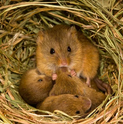 Двух детенышей летучих мышей выхаживают в Иркутской зоогалерее
