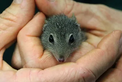 В зоопарке Перта родился детеныш редкой крапчатой мыши — Пона.рф