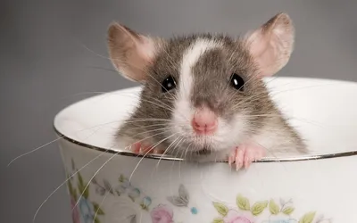 У летучих мышей обнаружили способность сюсюкаться с детенышами - Индикатор