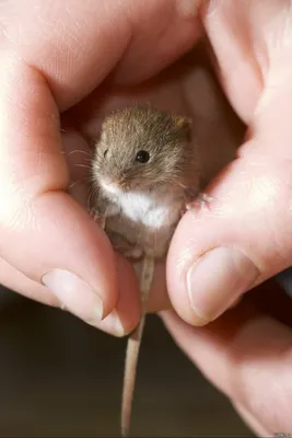 Милый пушистый детёныш мыши 🐭,…» — создано в Шедевруме