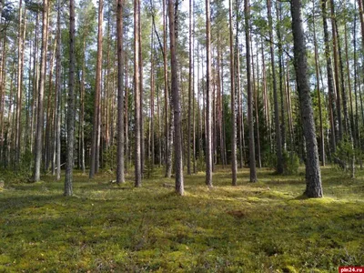 Правила поведения в лесу\" Памятка для детей! » Осинники, официальный сайт  города