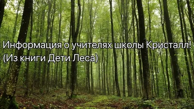 Мусор в лесу: собрали 53 мешка… Дети убирают мусор в лесу за взрослыми –  это нормально? | Техно Колибри | Дзен