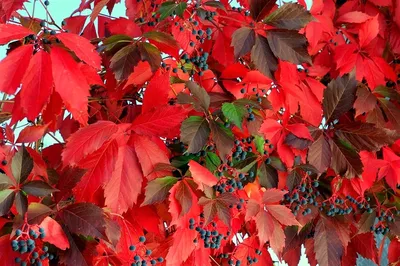 Девичий виноград Parthenocissus - купить саженцы в Москве