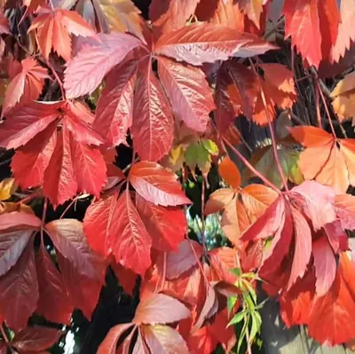 Девичий виноград пятилисточковый ( Parthenocíssus quinquefolia) - «Девичий  виноград в Сибири. И не боится он ни ветра, ни стужи.» | отзывы