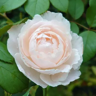 Дездемона ( Desdemona) английская роза