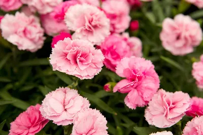 Dianthus (Pinks): Plant, Grow and Care For Dianthus | BBC Gardeners World  Magazine