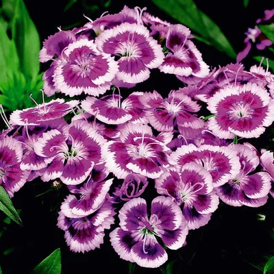 Purple Picotee Dianthus, Sweet William | American Meadows