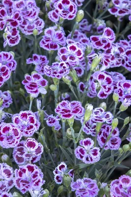 How to Plant and Grow Dianthus