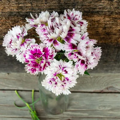 Delilah™ Bicolor Purple Dianthus, Dianthus plumaris, Monrovia Plant