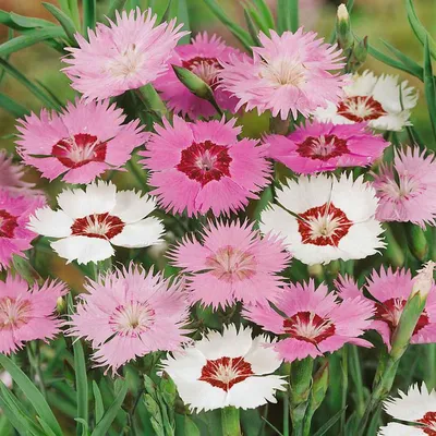 Dianthus Seed - Dianthus Plumarius Sweetness Ground Cover Seeds