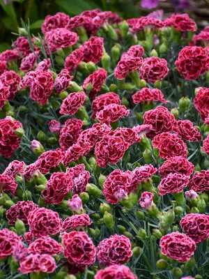 Siberian Blues Dianthus Seeds | Park Seed