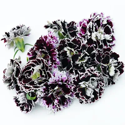 Dianthus Cherry Vanilla | Bluestone Perennials