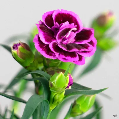 Dianthus Plum Glory | Bluestone Perennials