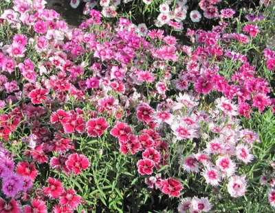 Hollandia Purple Crown Dianthus Seeds | Baker Creek Seeds