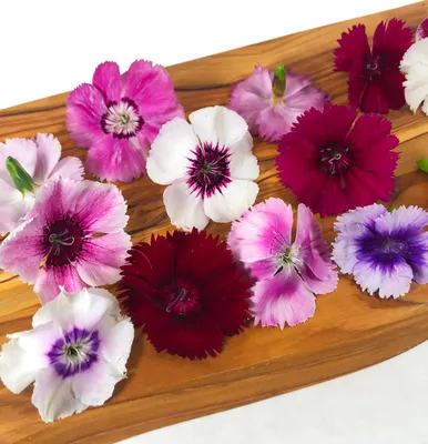 Dianthus Large Flowered Mix (Dianthus hybridus) | Applewood Seed Co.