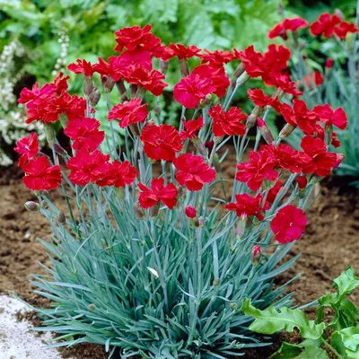 Dianthus – Gourmet Sweet Botanicals