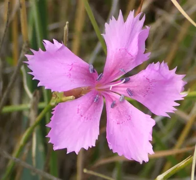 Fire Star Dianthus, Alpine Pinks | American Meadows