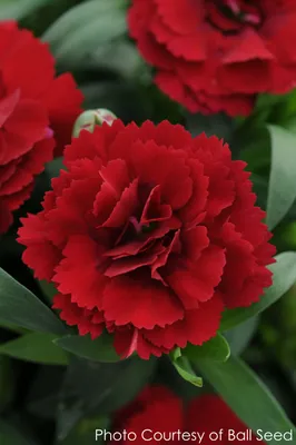 Dianthus - Wikipedia