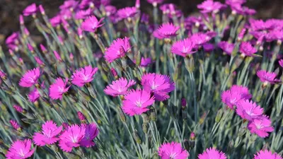 Dianthus Oscar Dark Red Pinks for Sale | Rare Roots