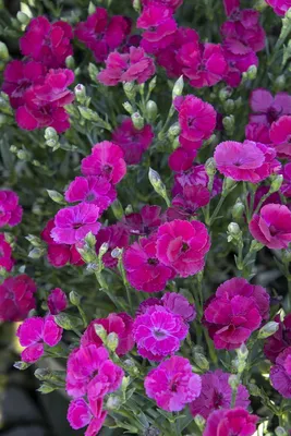 Types of Dianthus Flower | Almanac.com